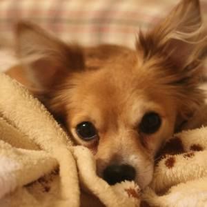 Meet your Posher, Sue